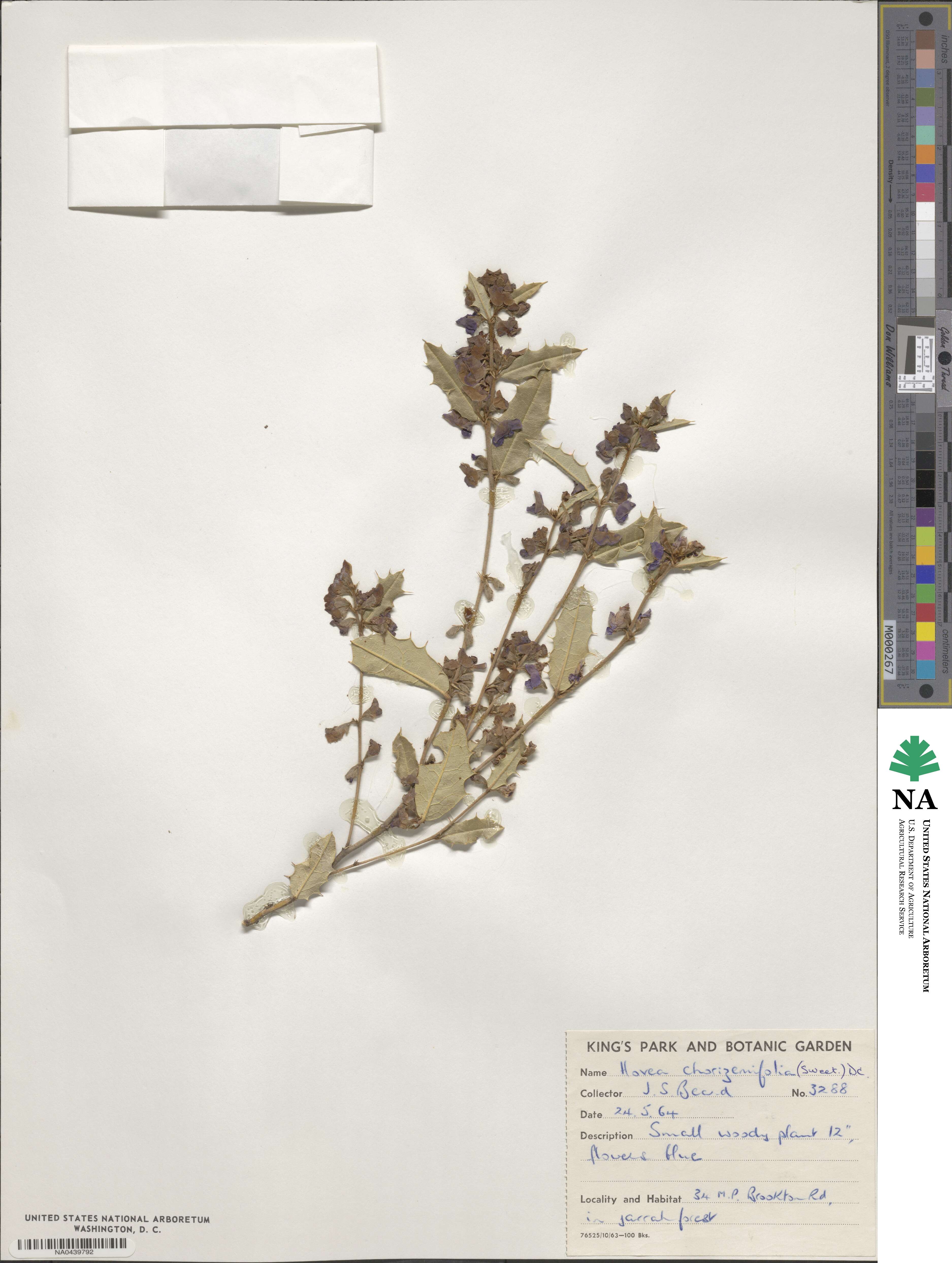 Hovea chorizemifolia image