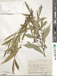 Hovea elliptica image