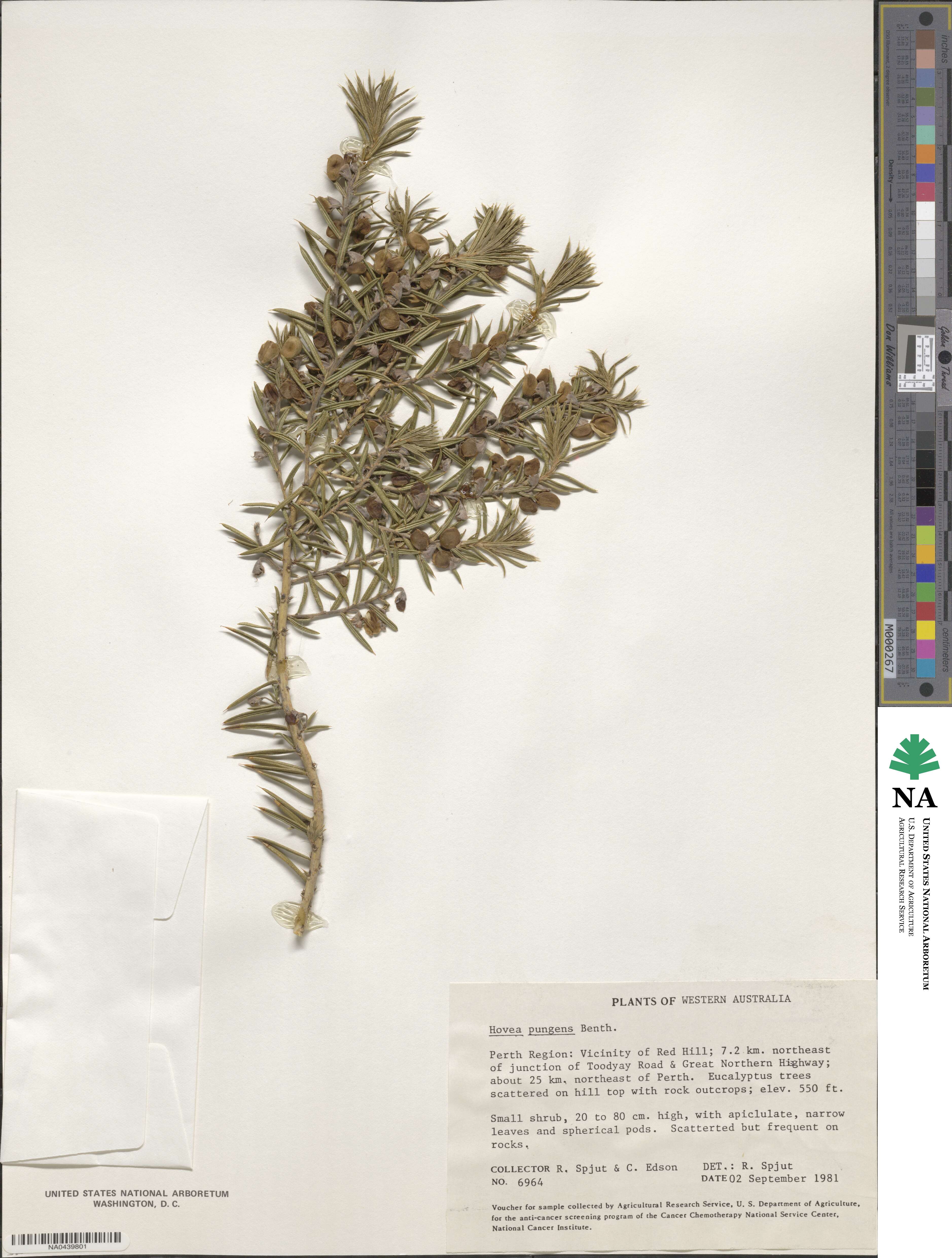 Hovea image