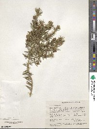 Hovea pungens image