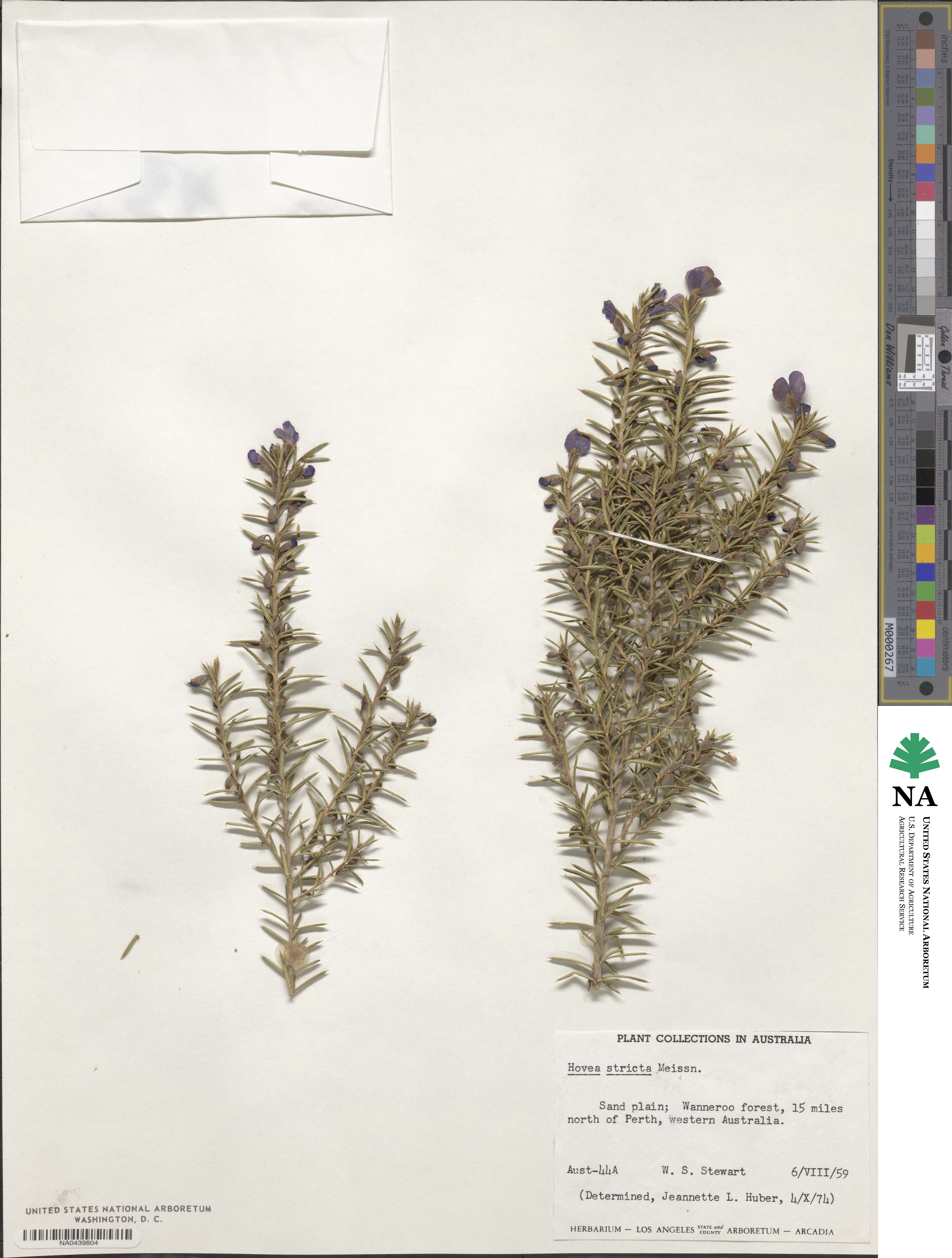 Hovea stricta image