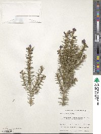 Image of Hovea stricta