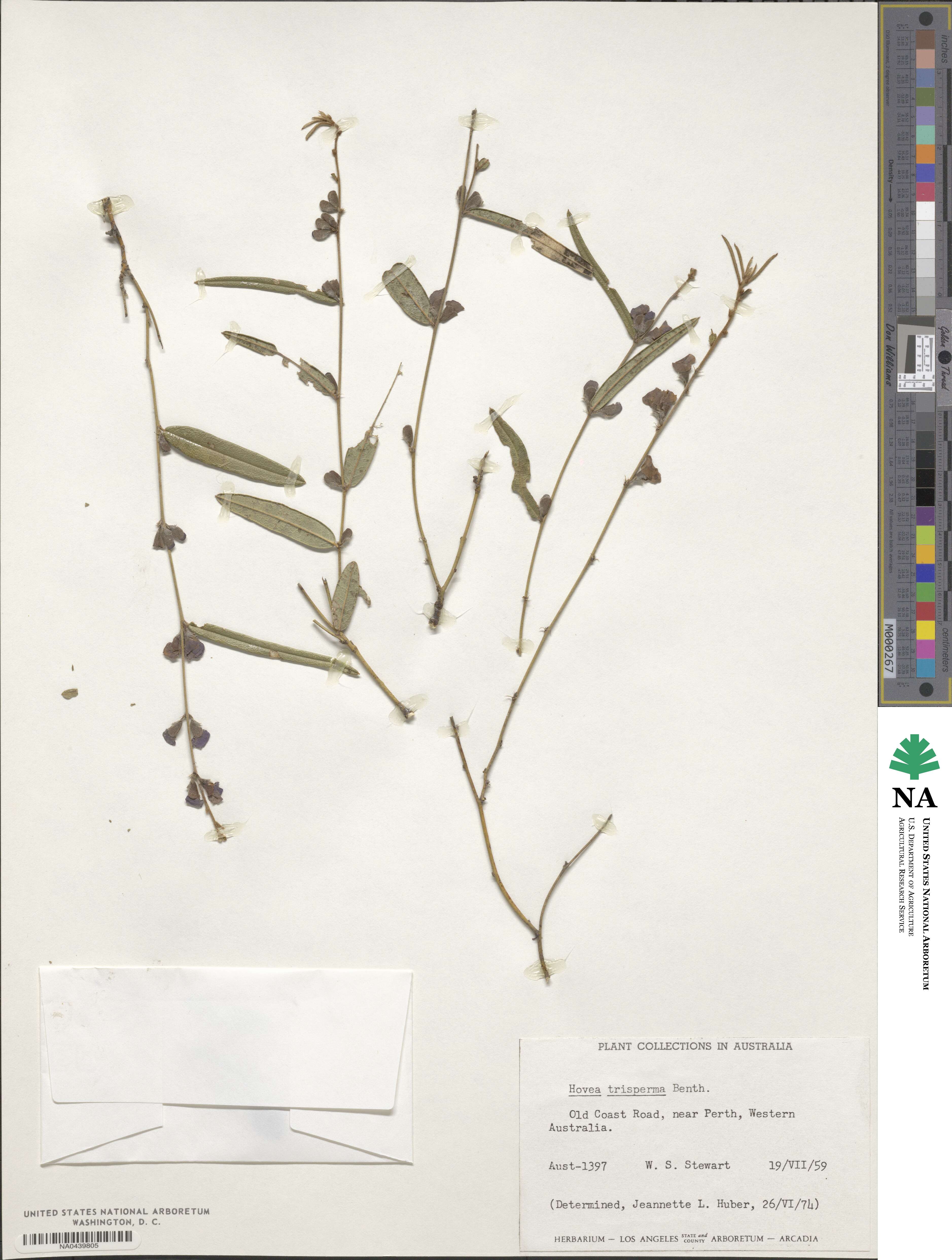 Hovea trisperma image