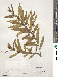 Image of Hovea longifolia