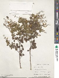 Goodia lotifolia image