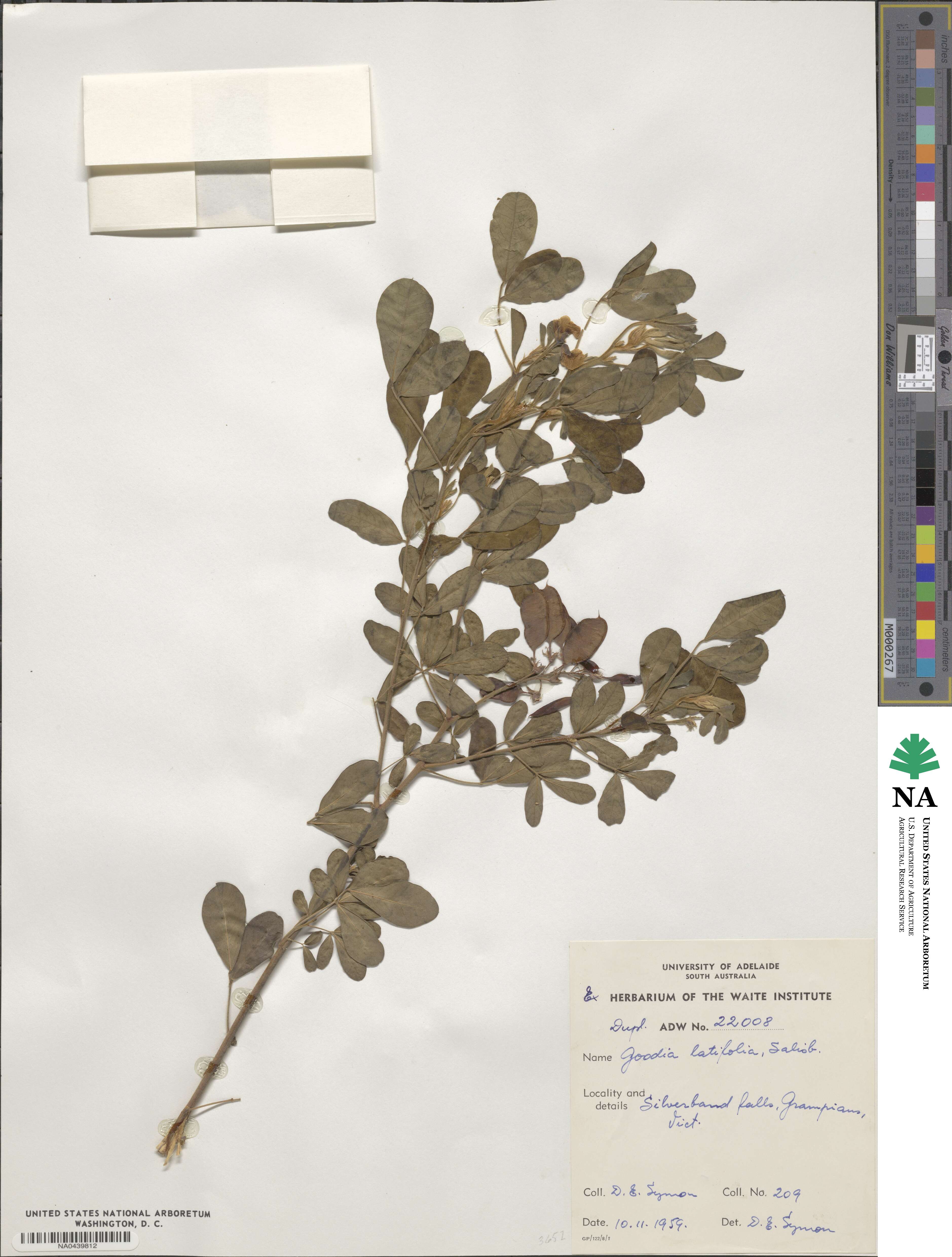 Goodia lotifolia image