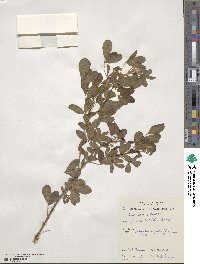 Goodia lotifolia image