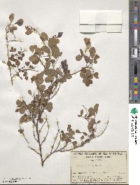 Goodia lotifolia image