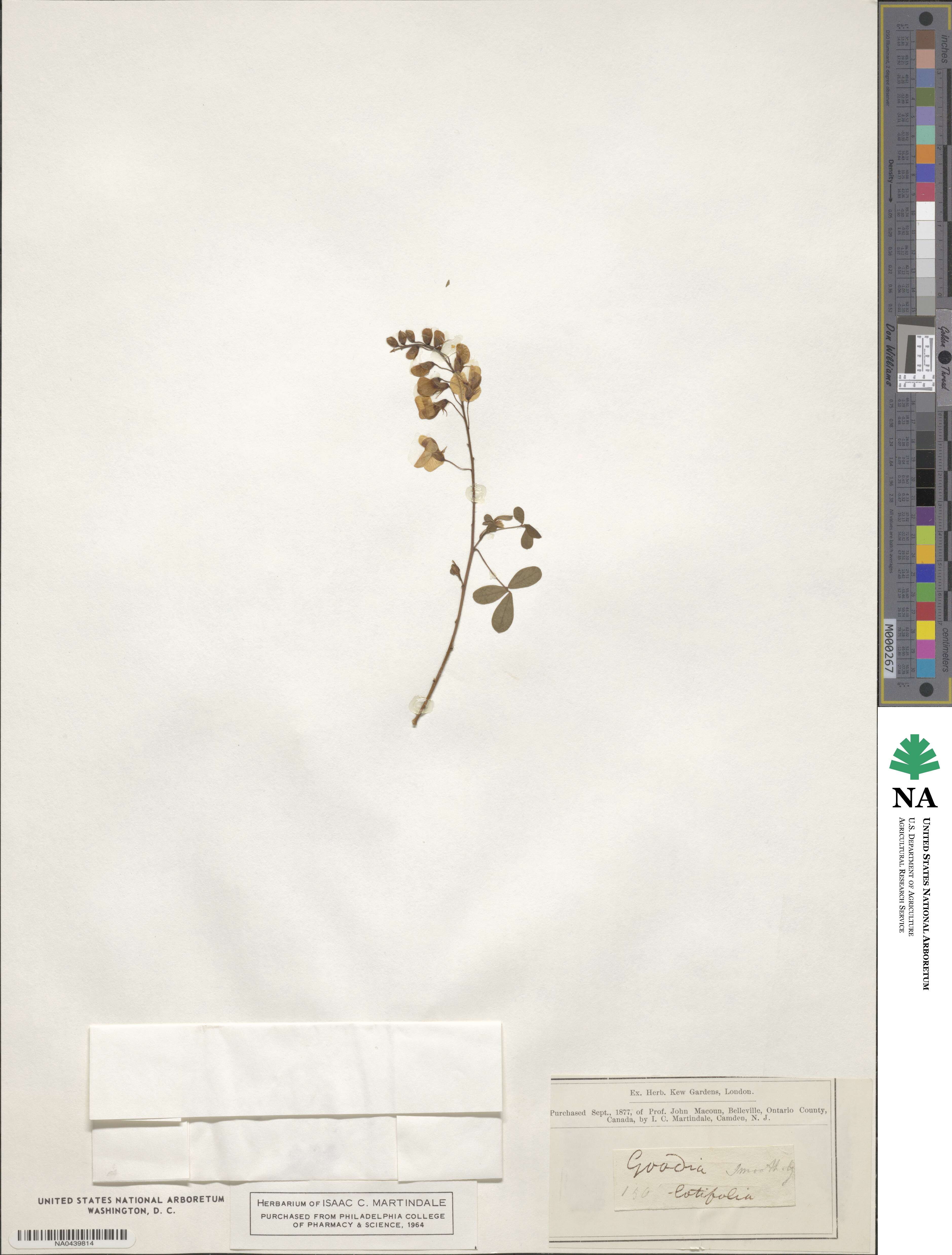 Goodia lotifolia image