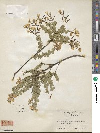 Goodia lotifolia image