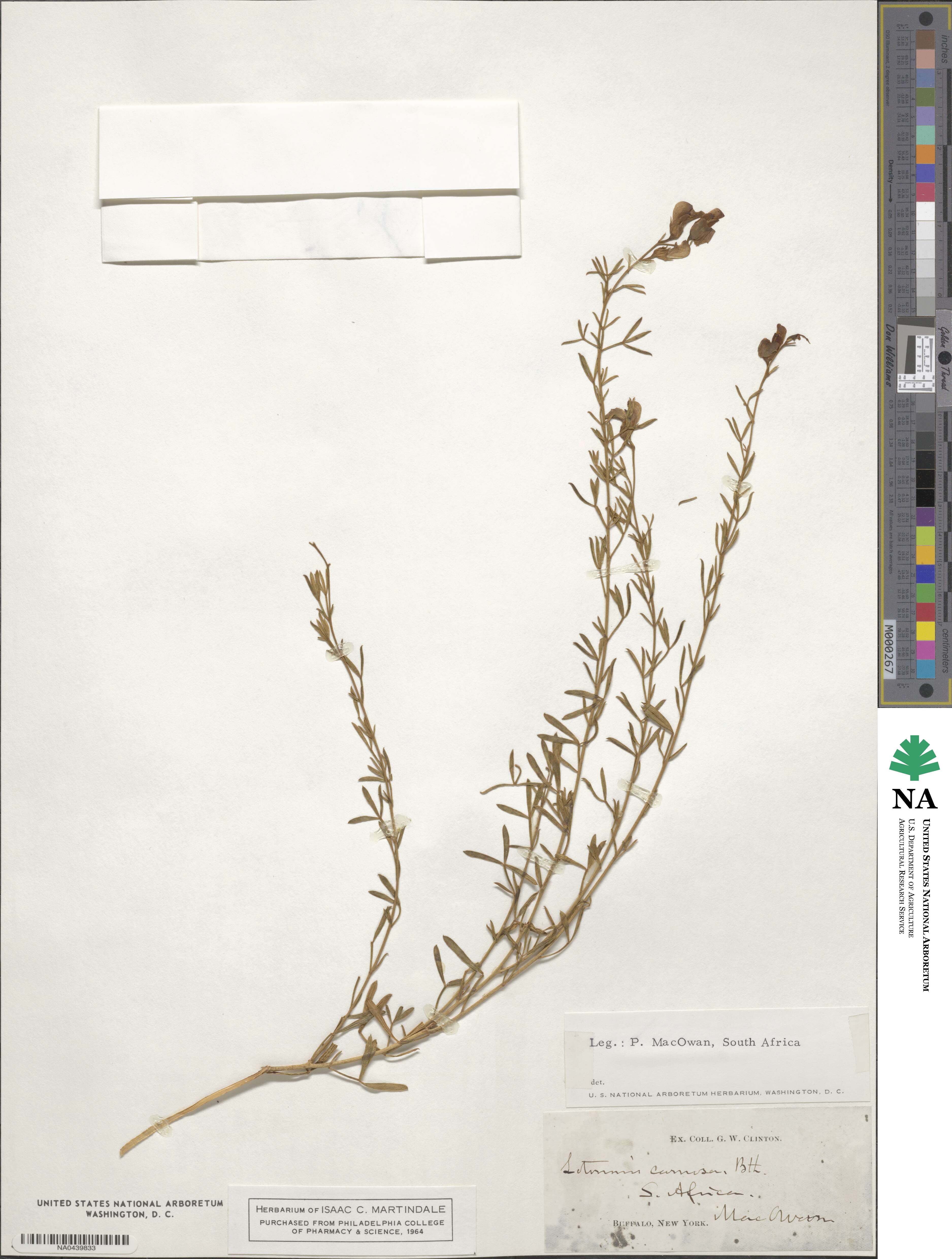 Lotononis carnosa image
