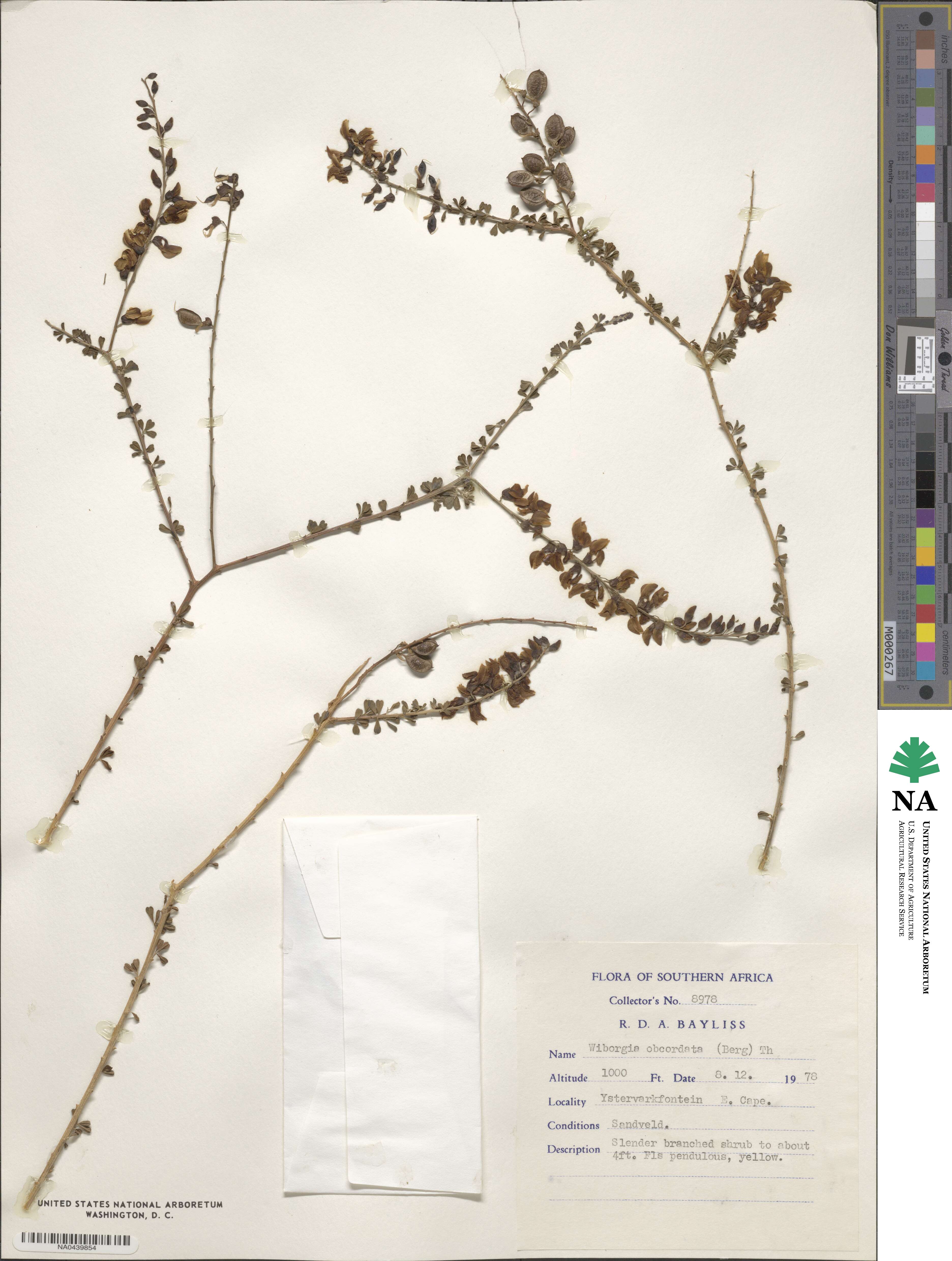 Wiborgia obcordata image
