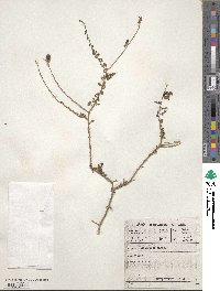 Wiborgia obcordata image