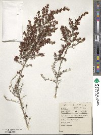 Image of Aspalathus spicata