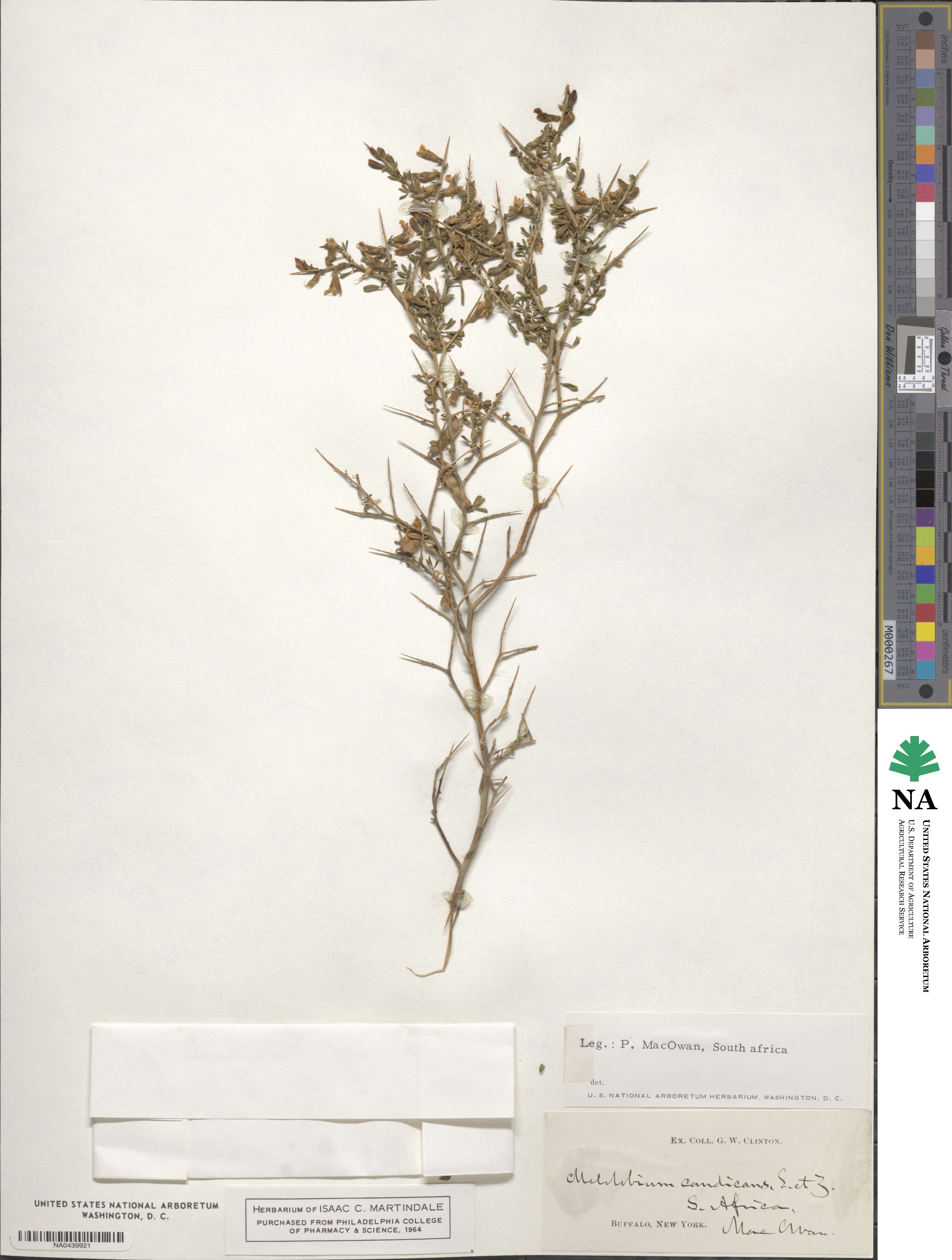 Melolobium candicans image