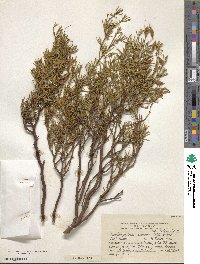 Anarthrophyllum rigidum image