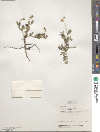 Crotalaria angulata image