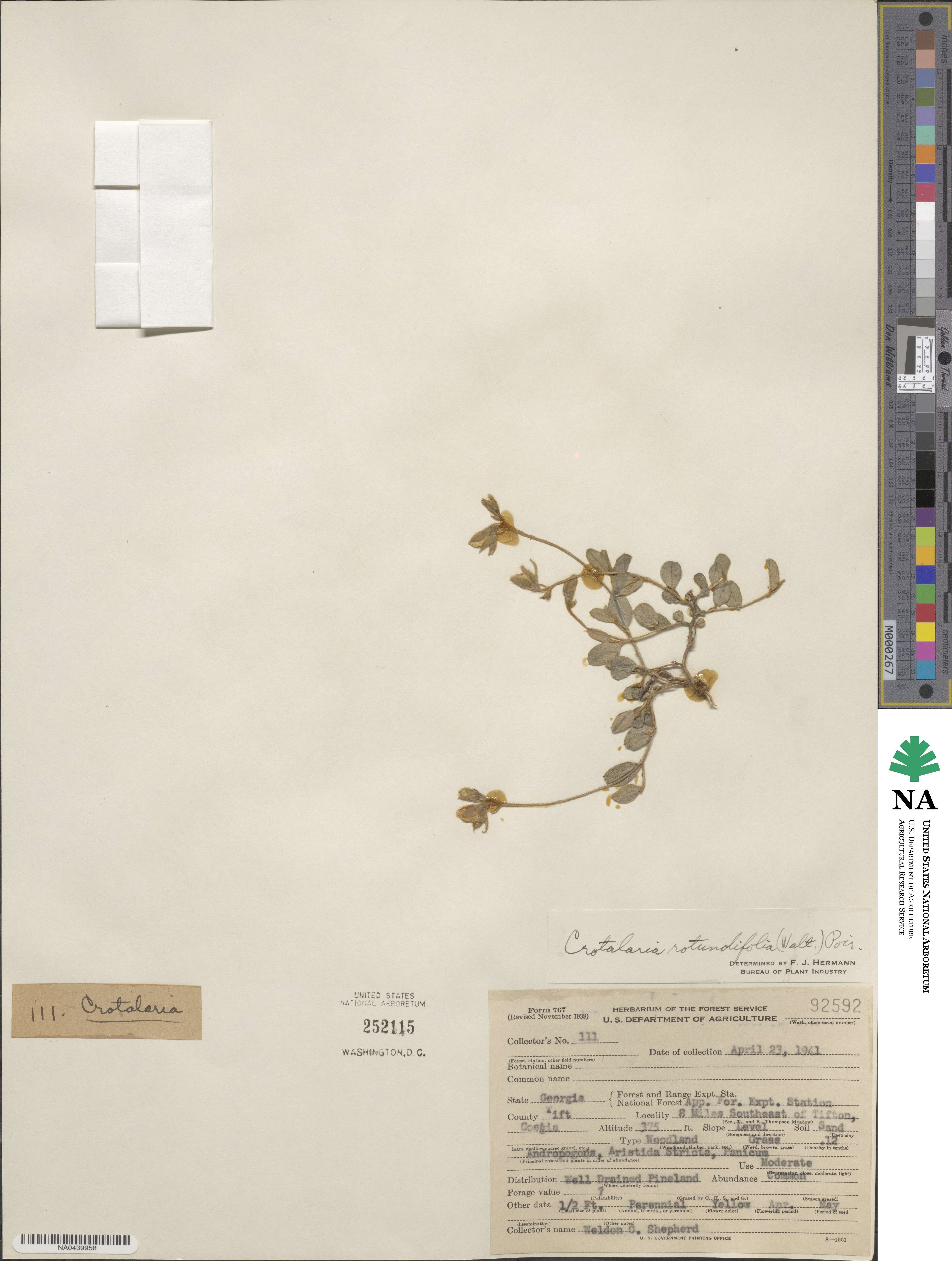 Crotalaria angulata image