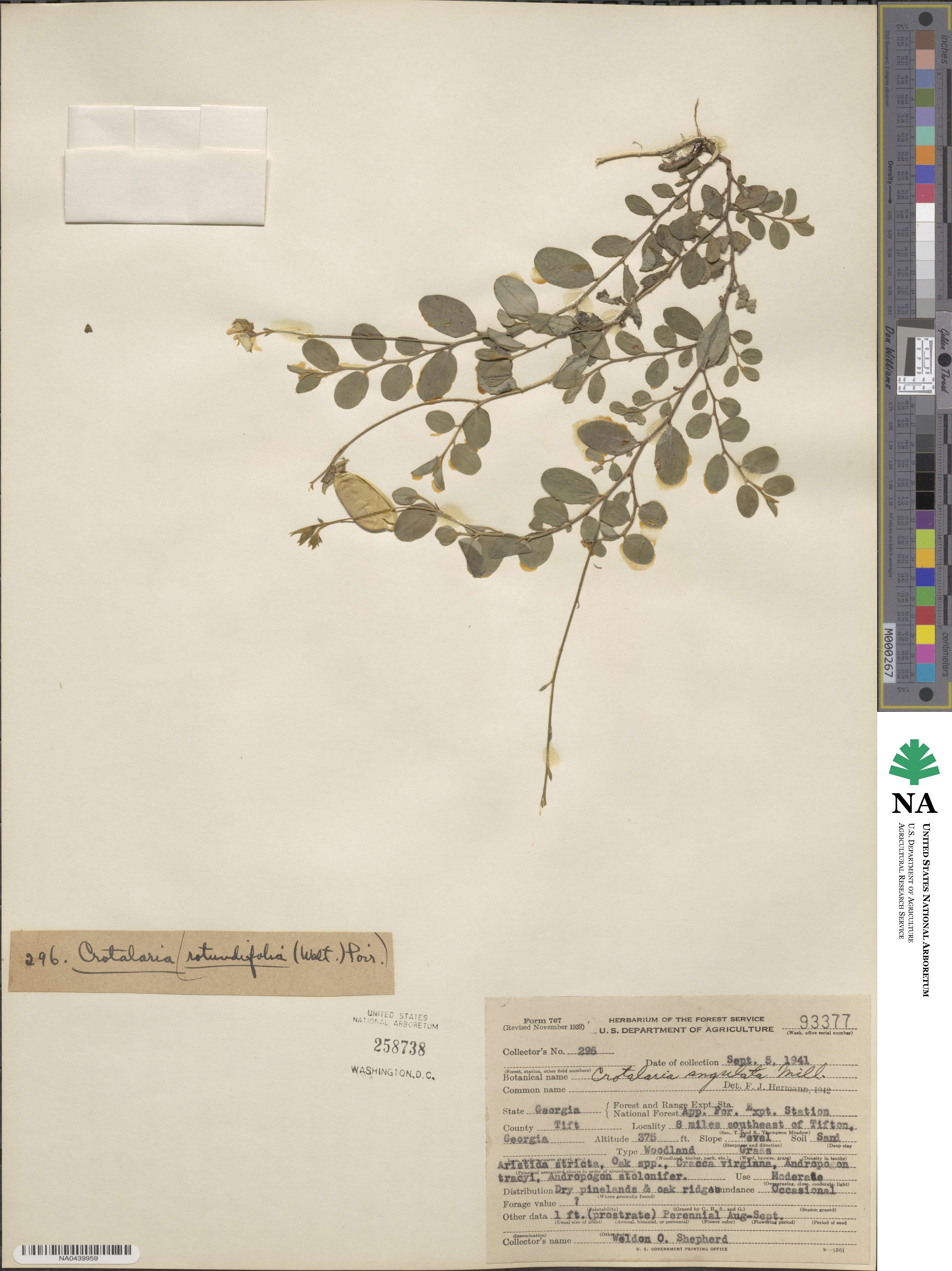 Crotalaria angulata image