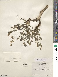 Crotalaria angulata image