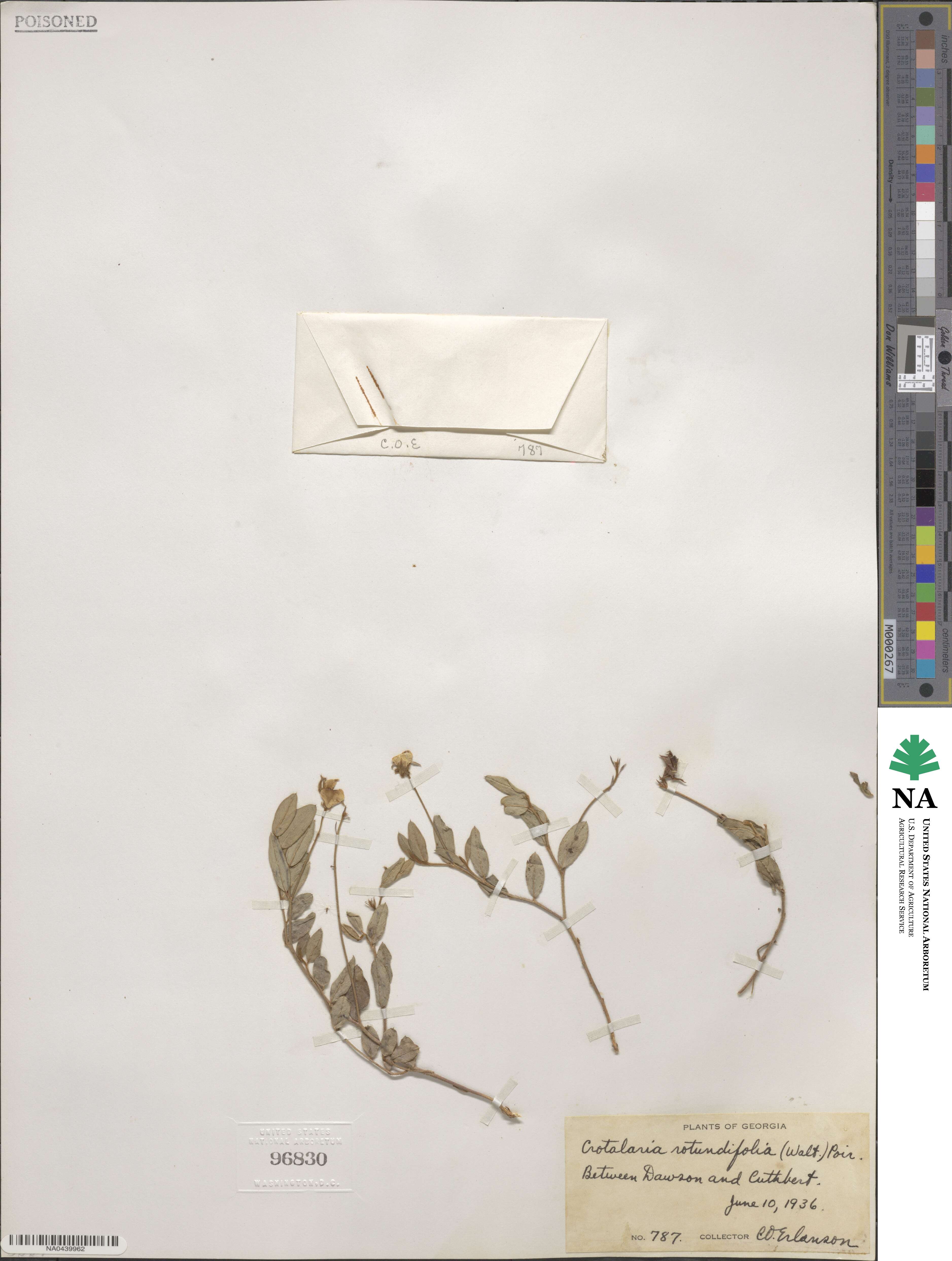 Crotalaria angulata image