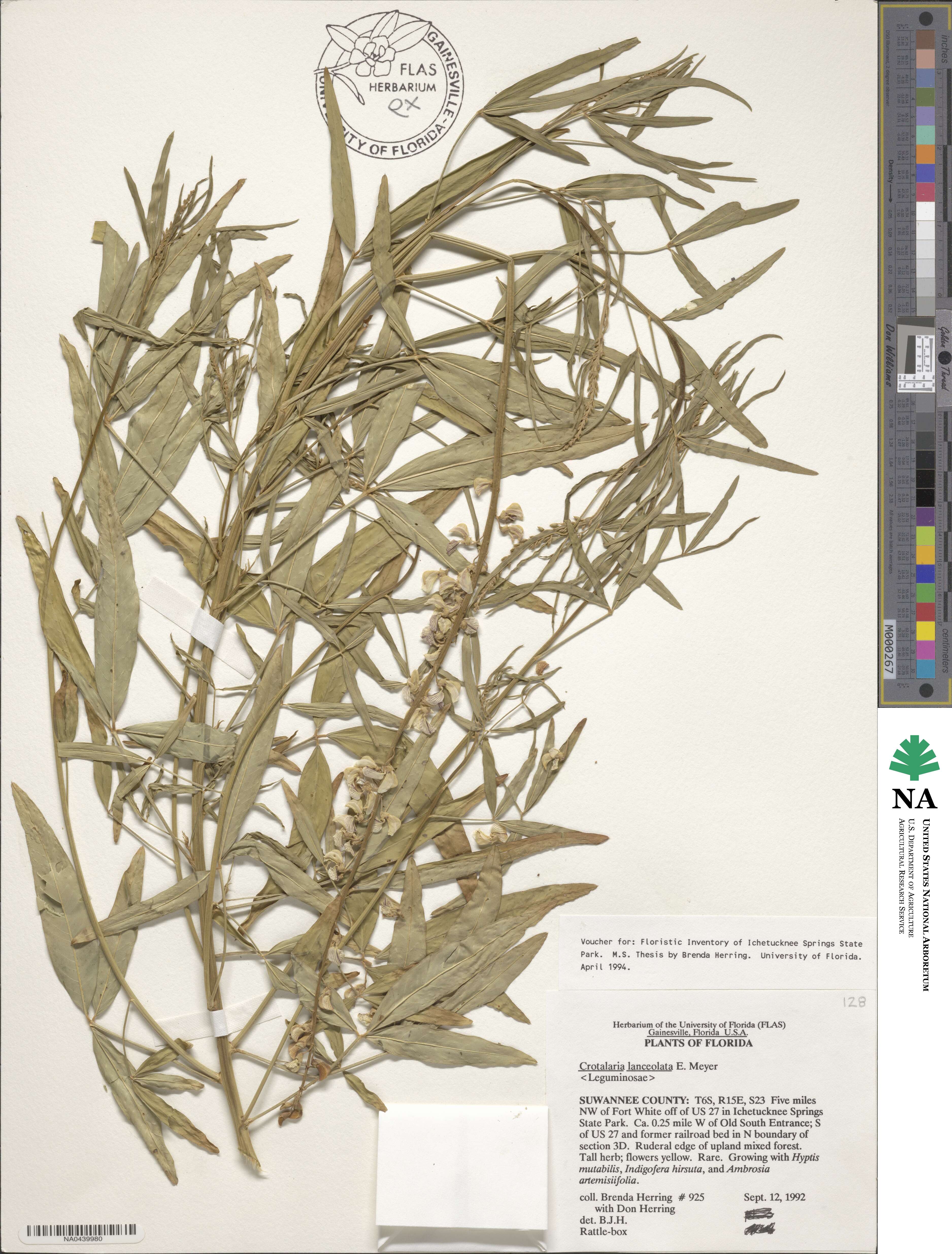 Crotalaria lanceolata image