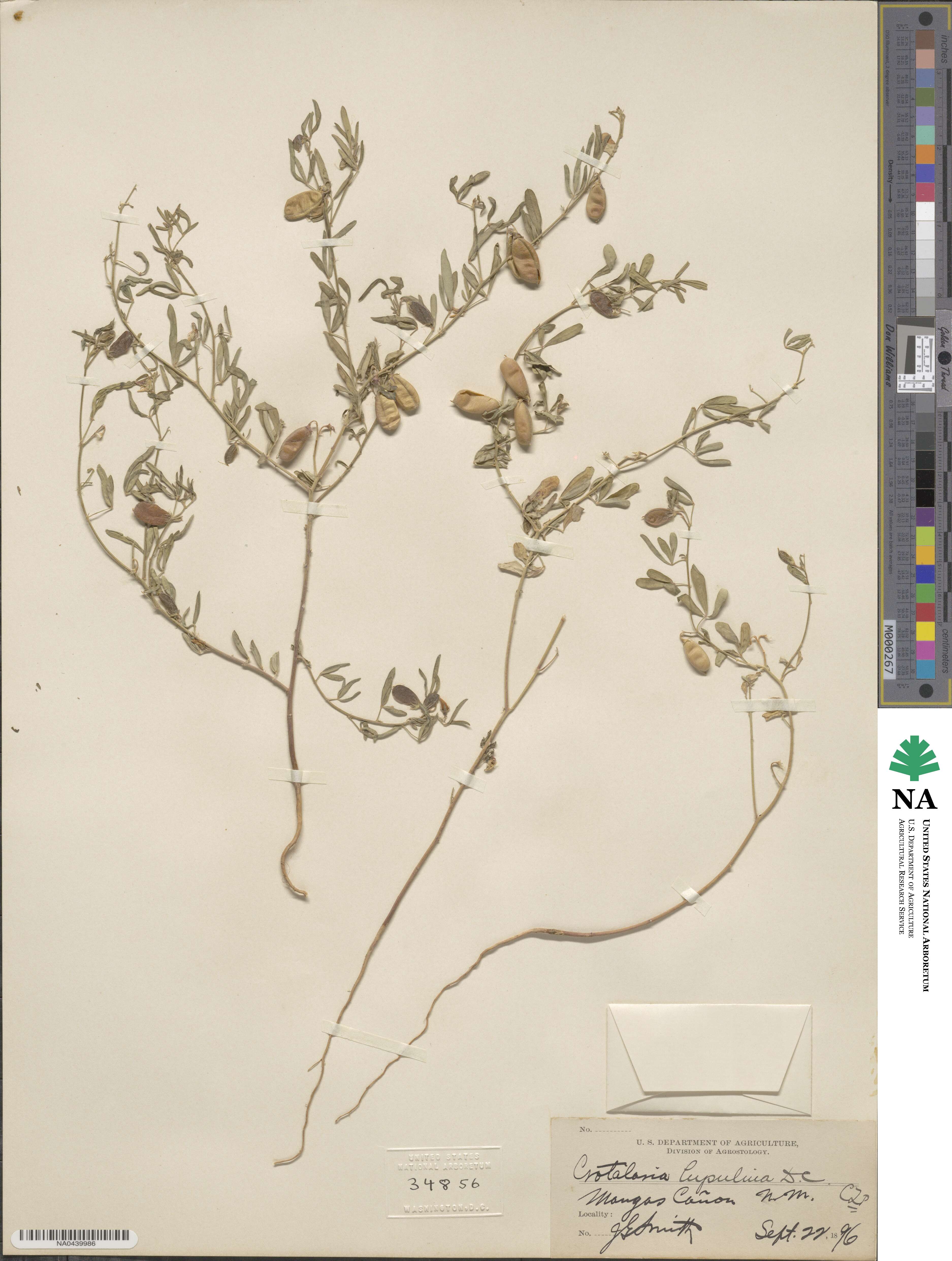 Crotalaria pumila image