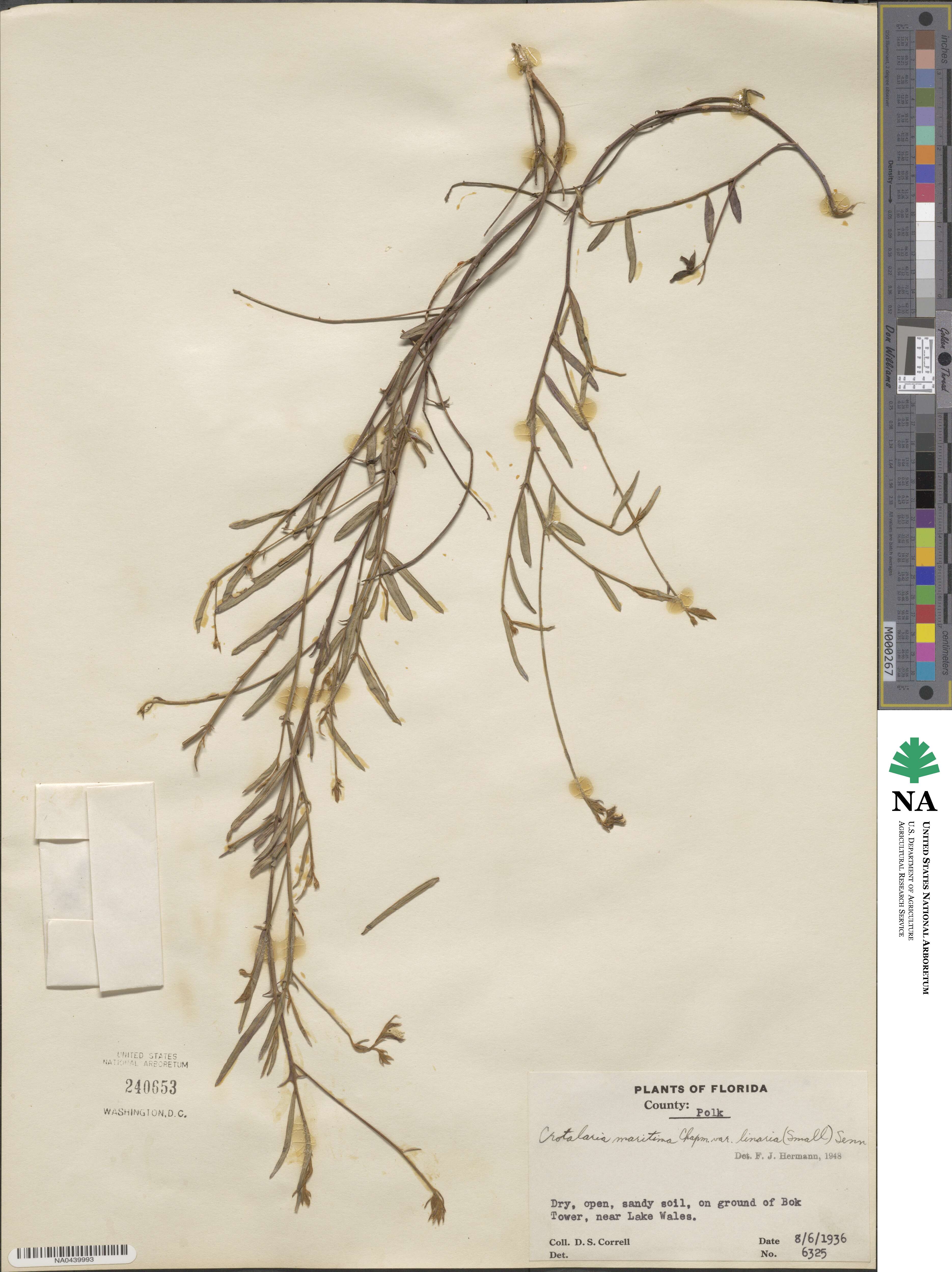 Crotalaria rotundifolia image