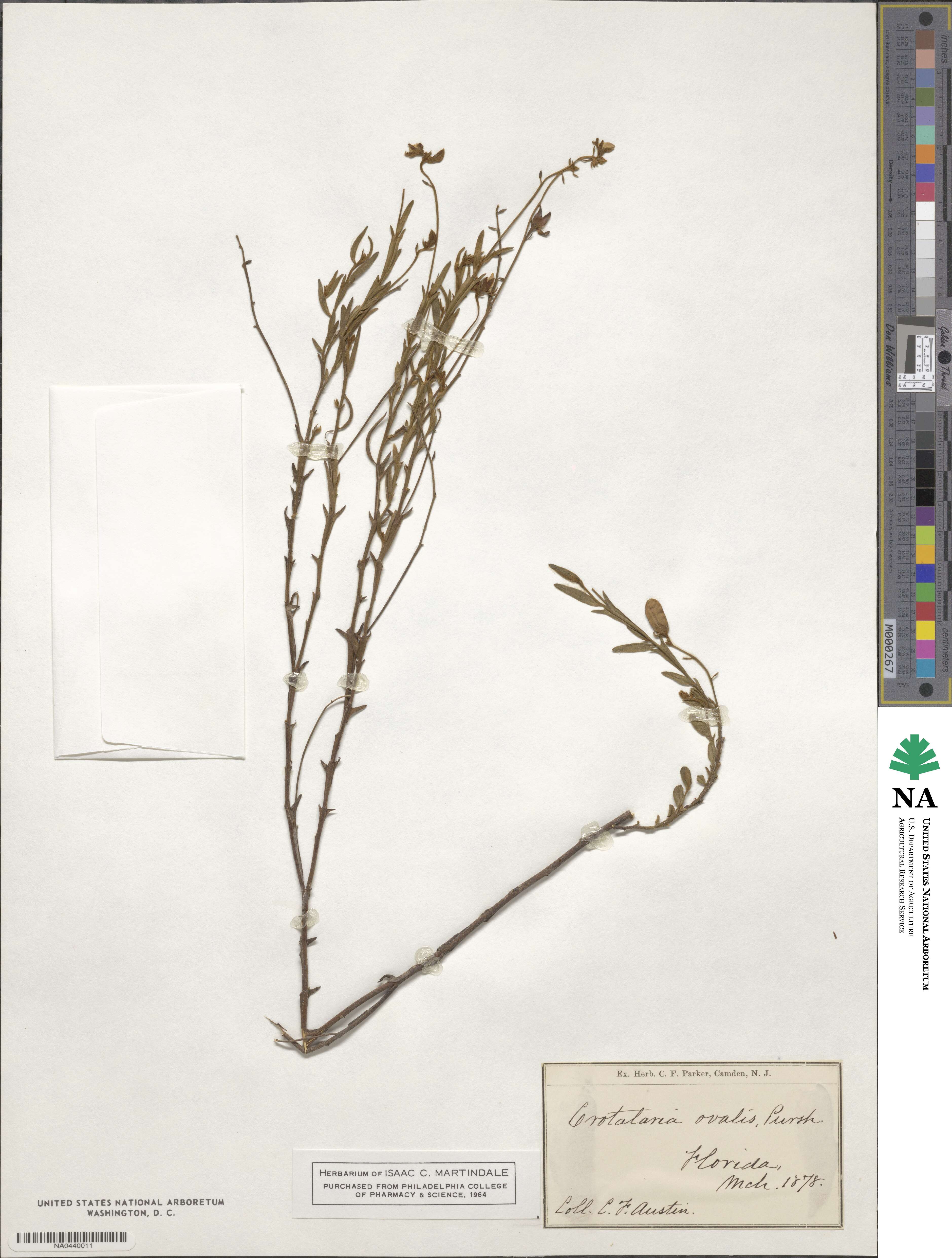Crotalaria rotundifolia image