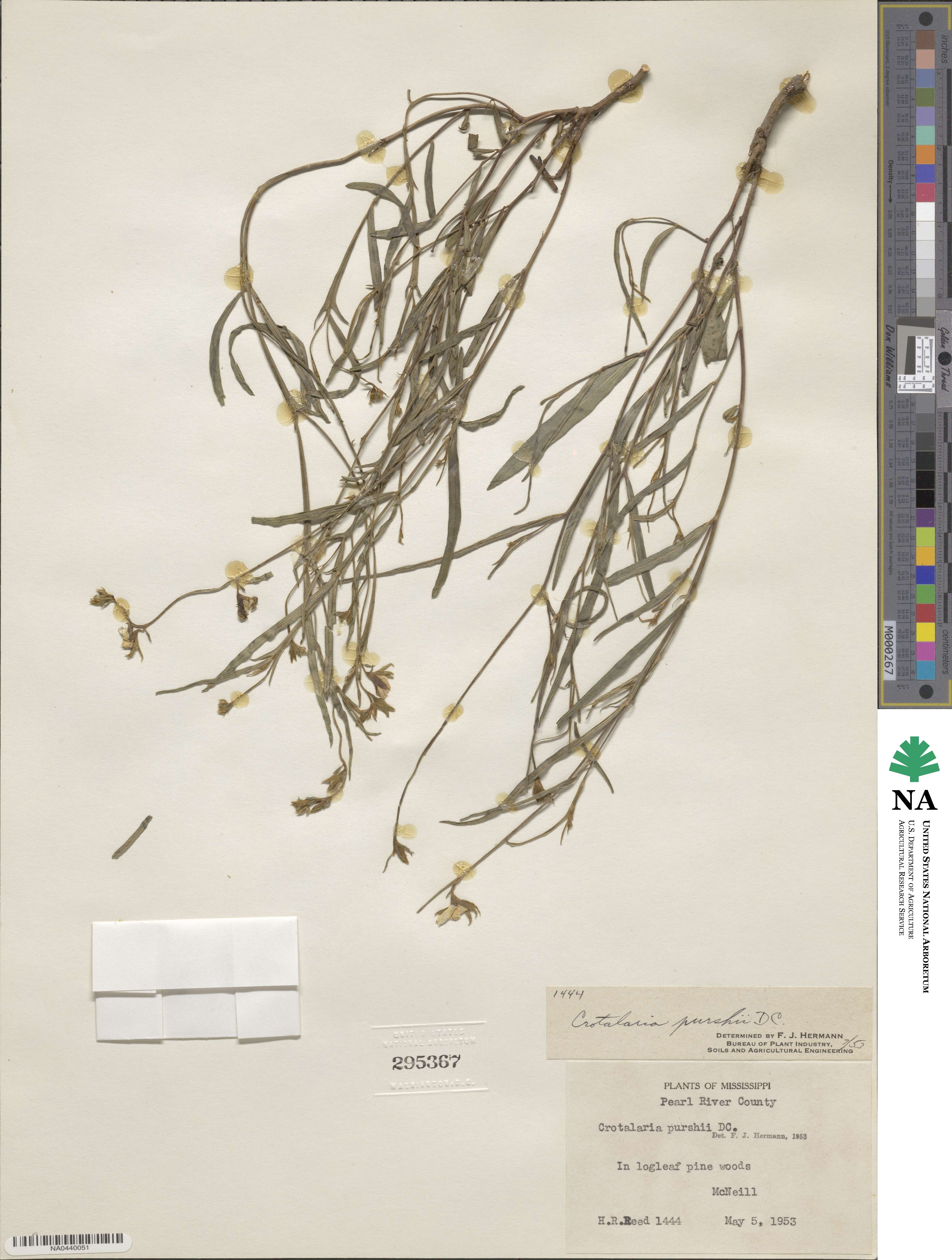 Crotalaria purshii image