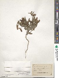 Crotalaria sagittalis image