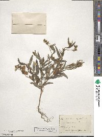 Crotalaria sagittalis image