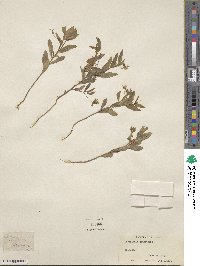 Crotalaria sagittalis image