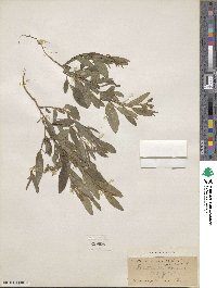 Crotalaria sagittalis image