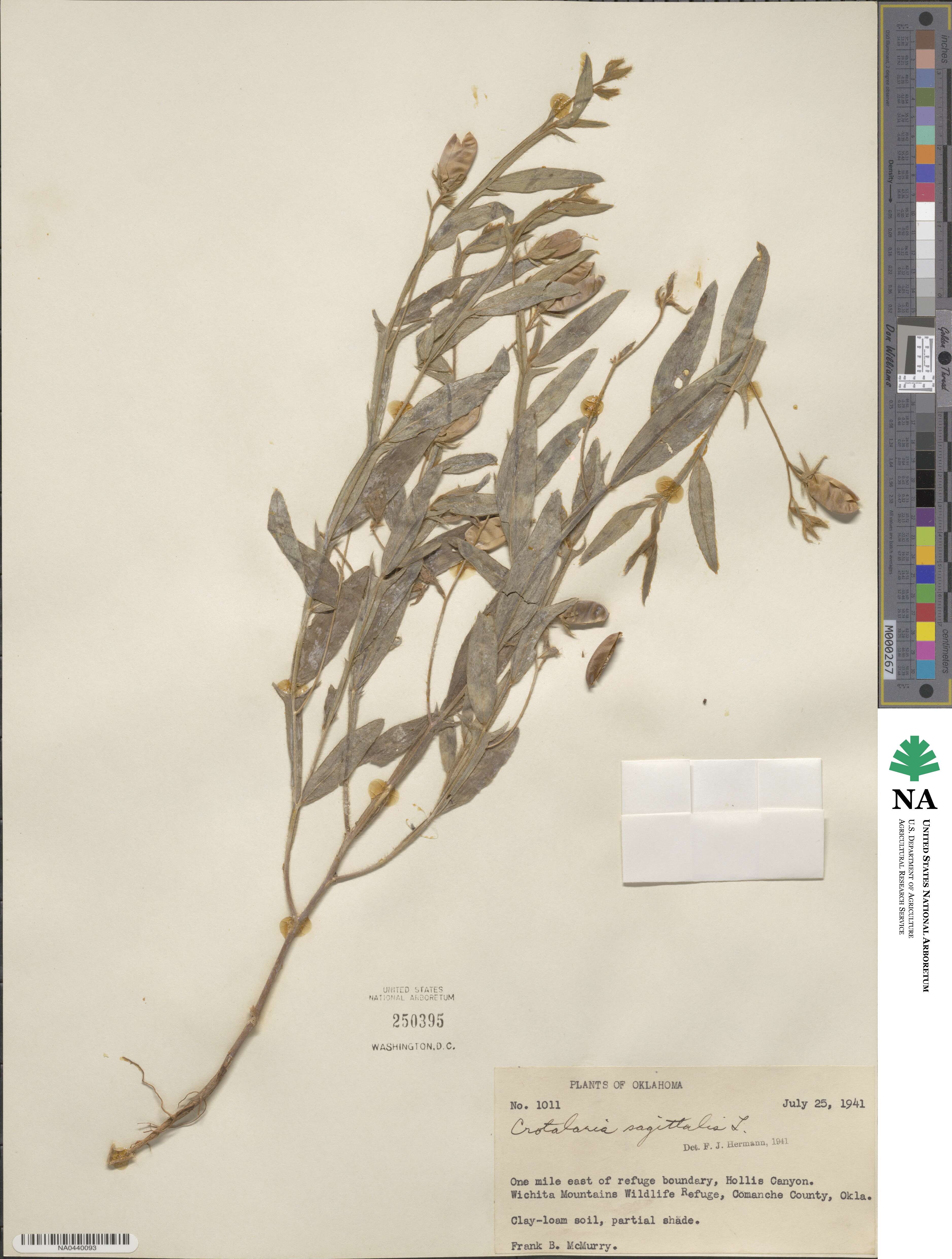 Crotalaria sagittalis image