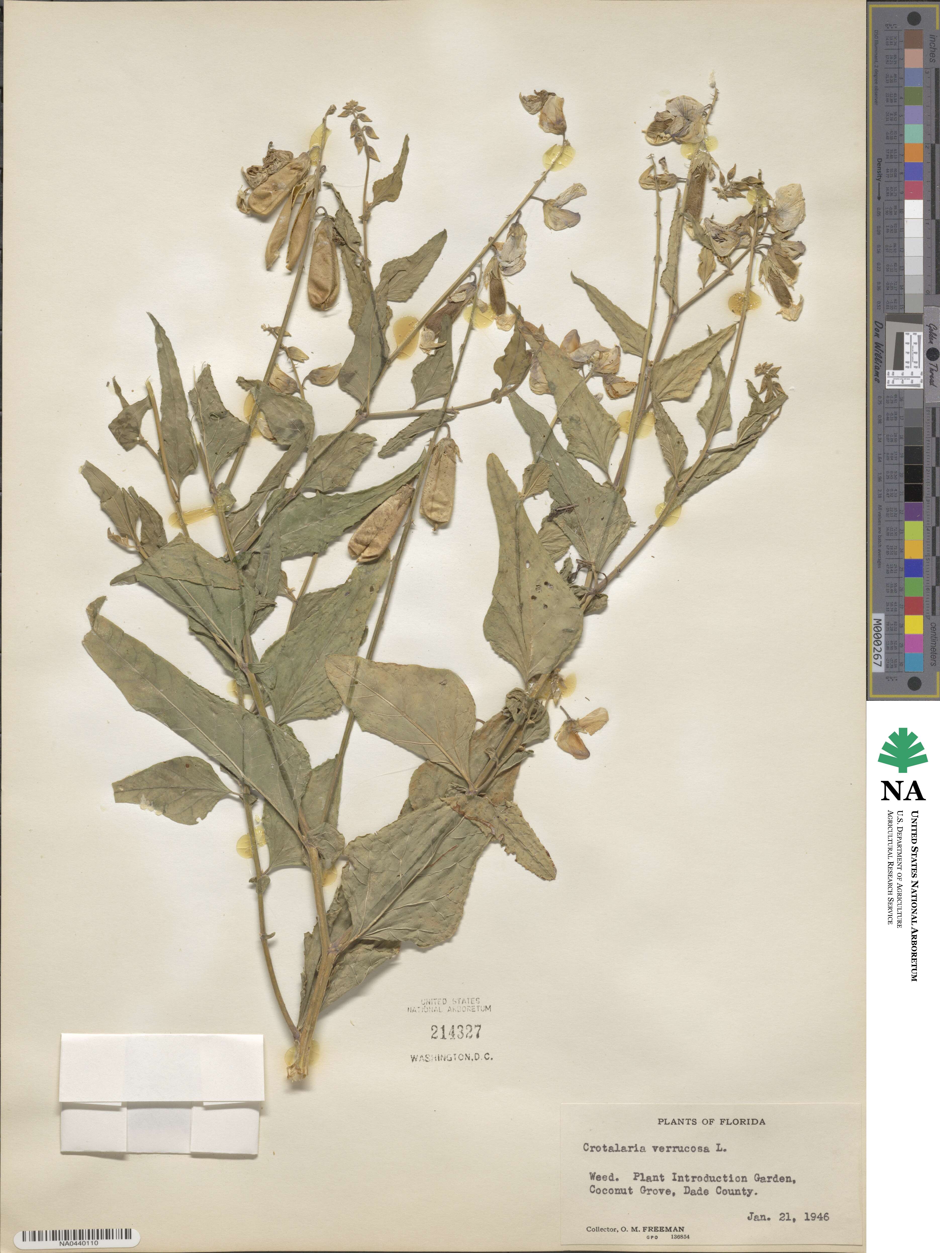 Crotalaria verrucosa image