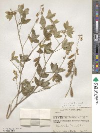 Crotalaria eriocarpa image