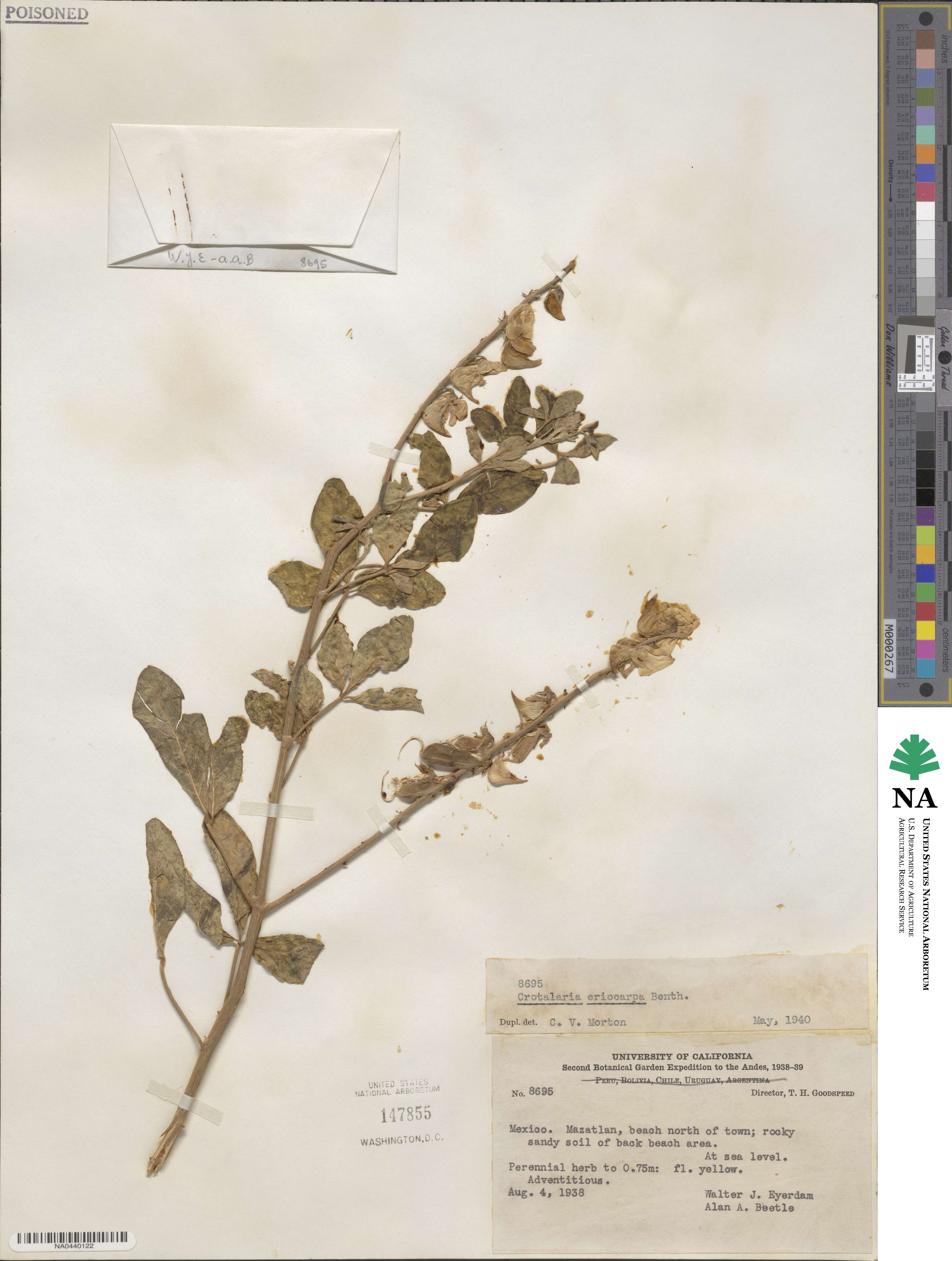 Crotalaria eriocarpa image