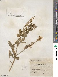 Crotalaria eriocarpa image