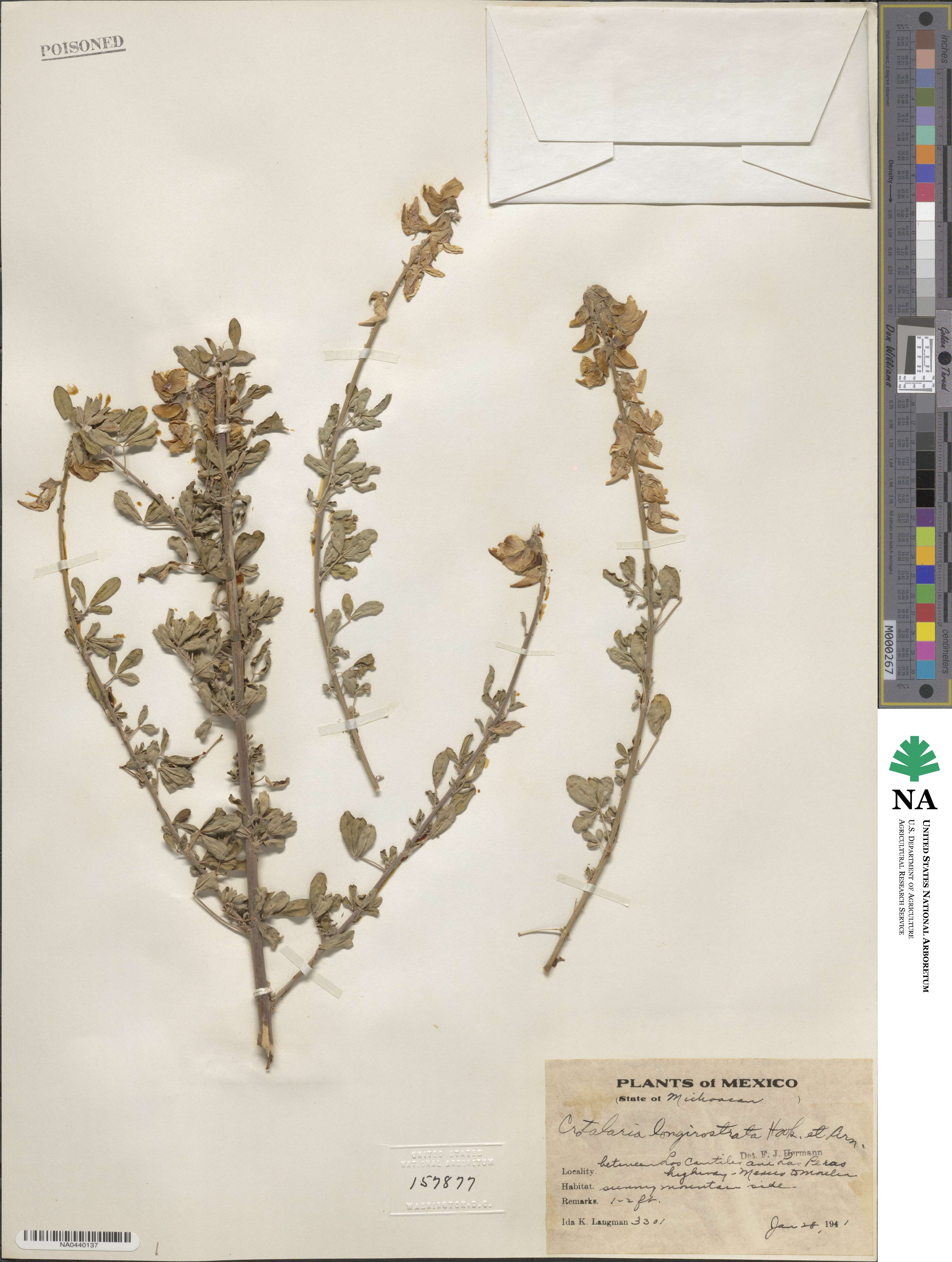 Crotalaria longirostrata image