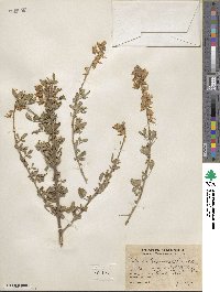 Crotalaria longirostrata image