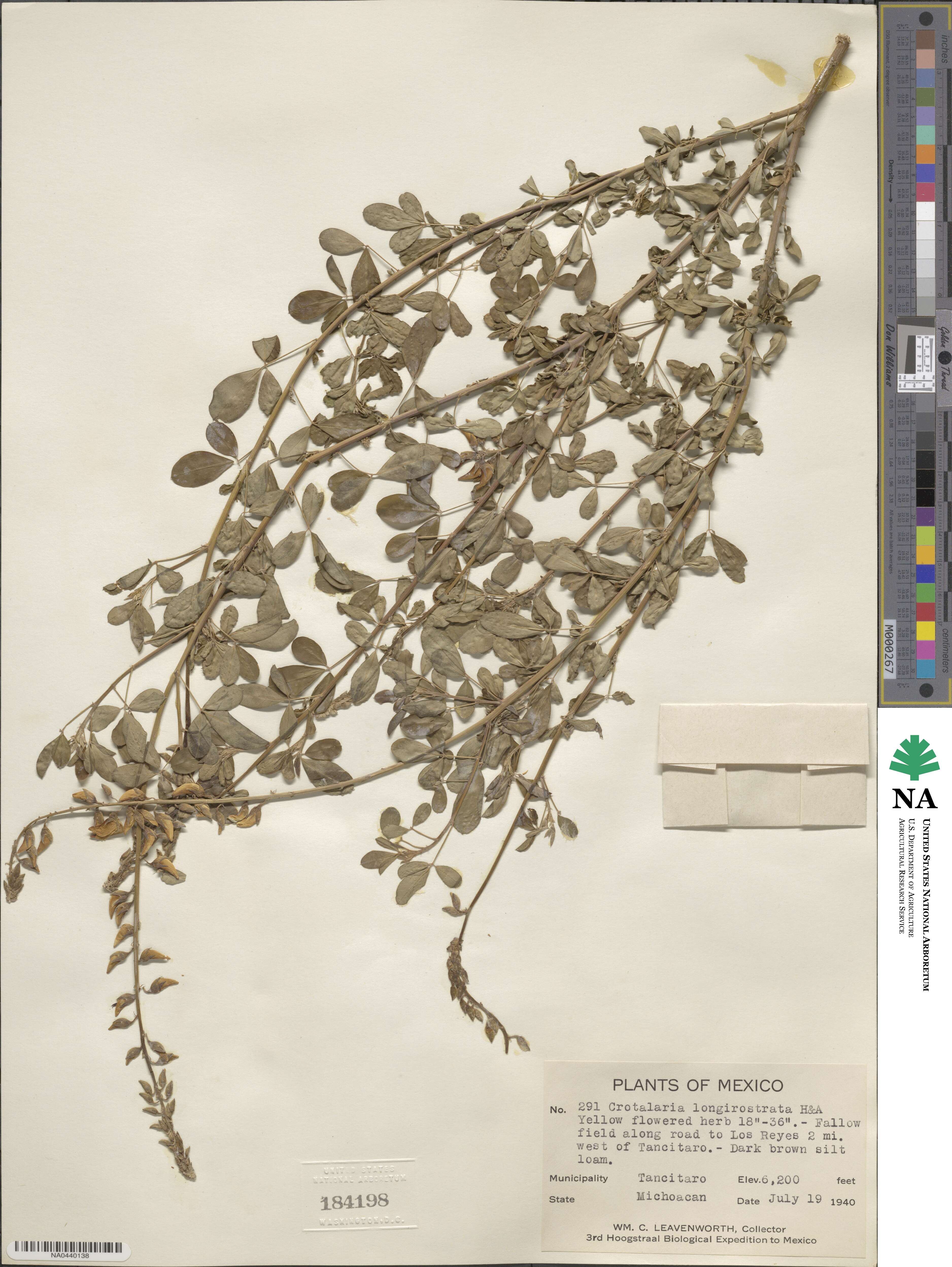 Crotalaria longirostrata image