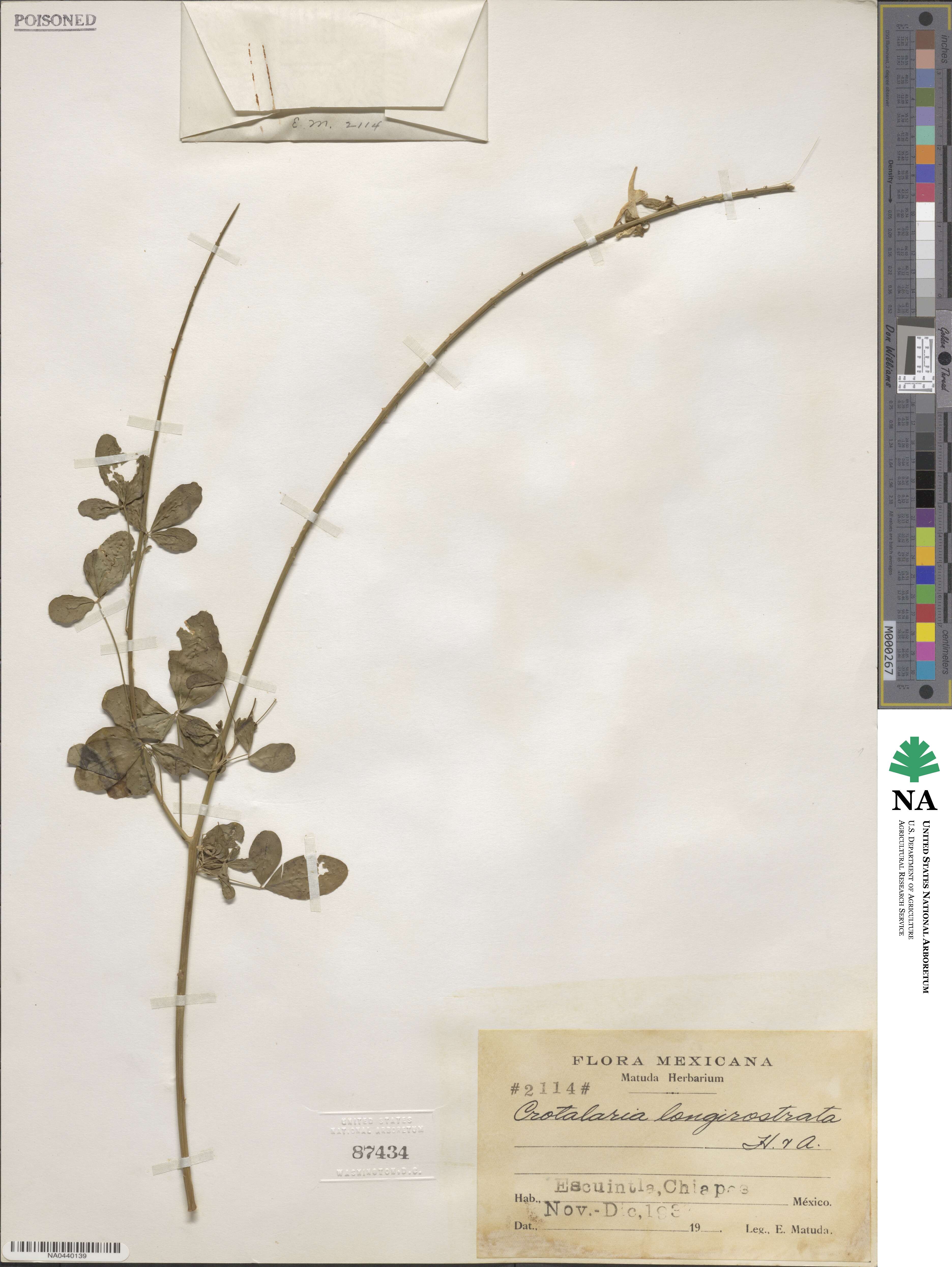 Crotalaria longirostrata image