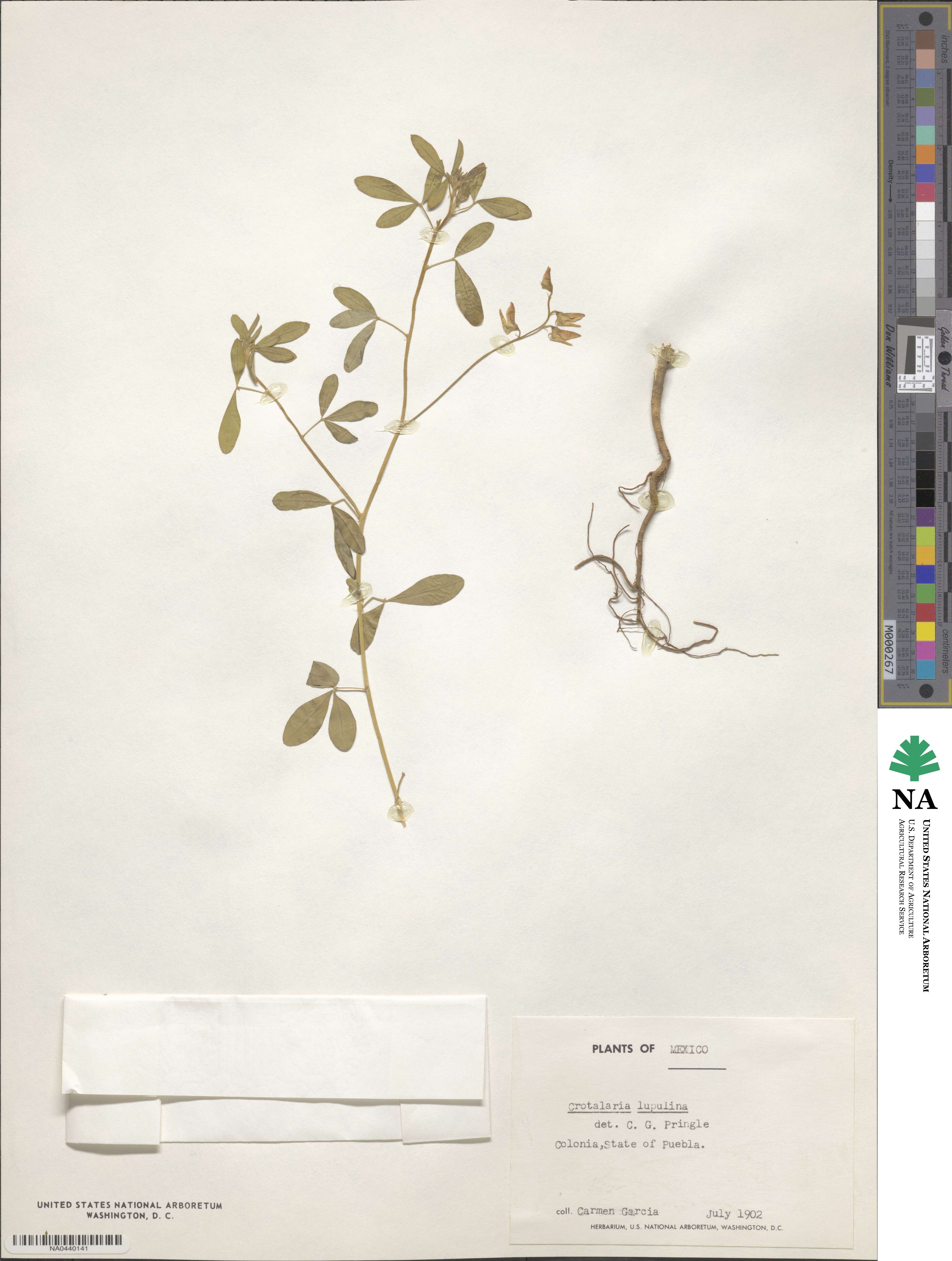 Crotalaria pumila image