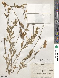 Crotalaria maypurensis image