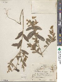 Crotalaria nitens image