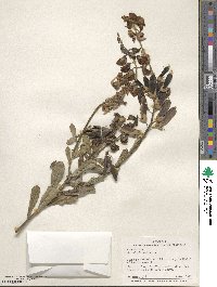 Crotalaria retusa image