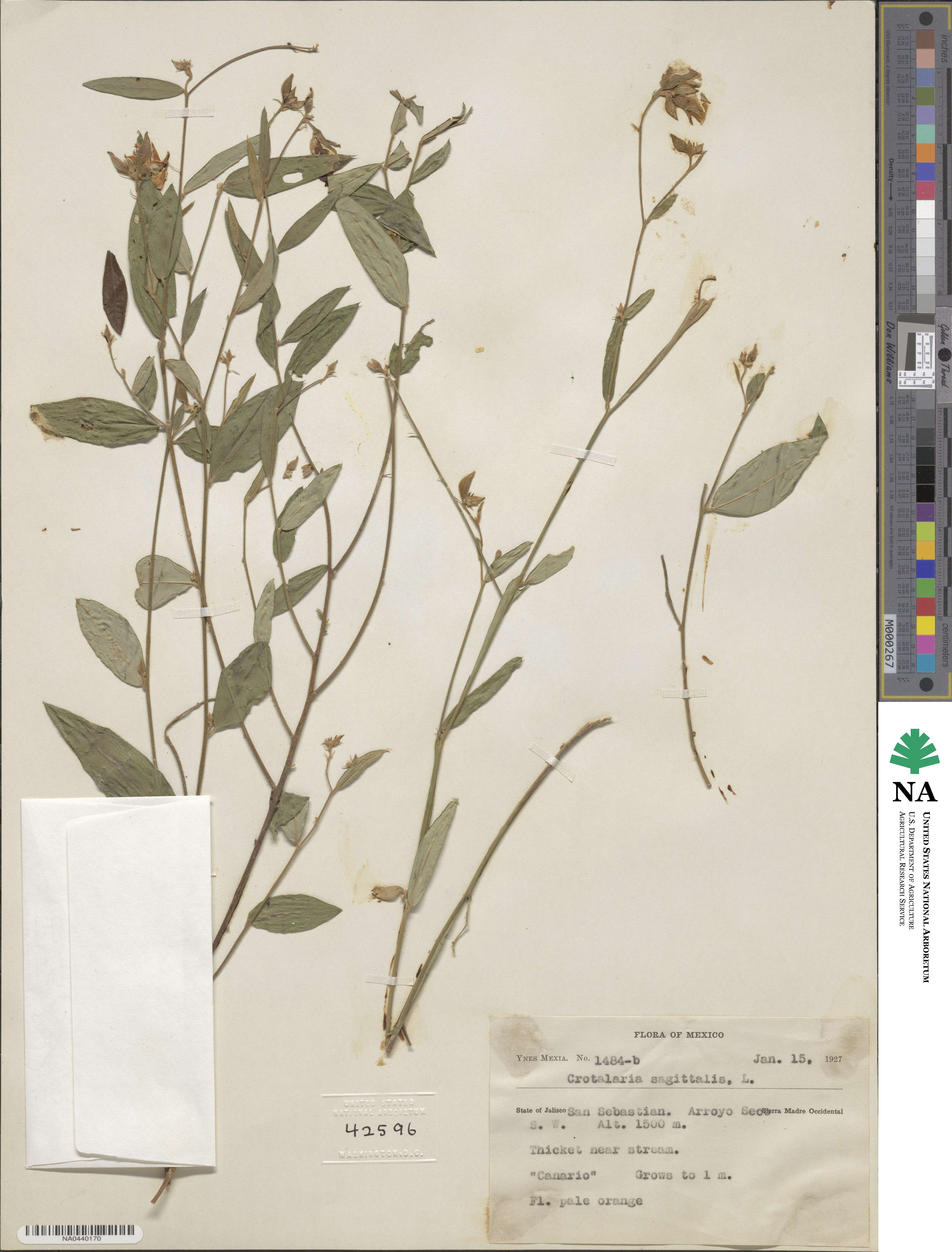 Crotalaria sagittalis image
