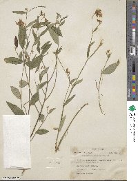 Crotalaria sagittalis image