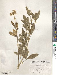 Crotalaria vitellina image